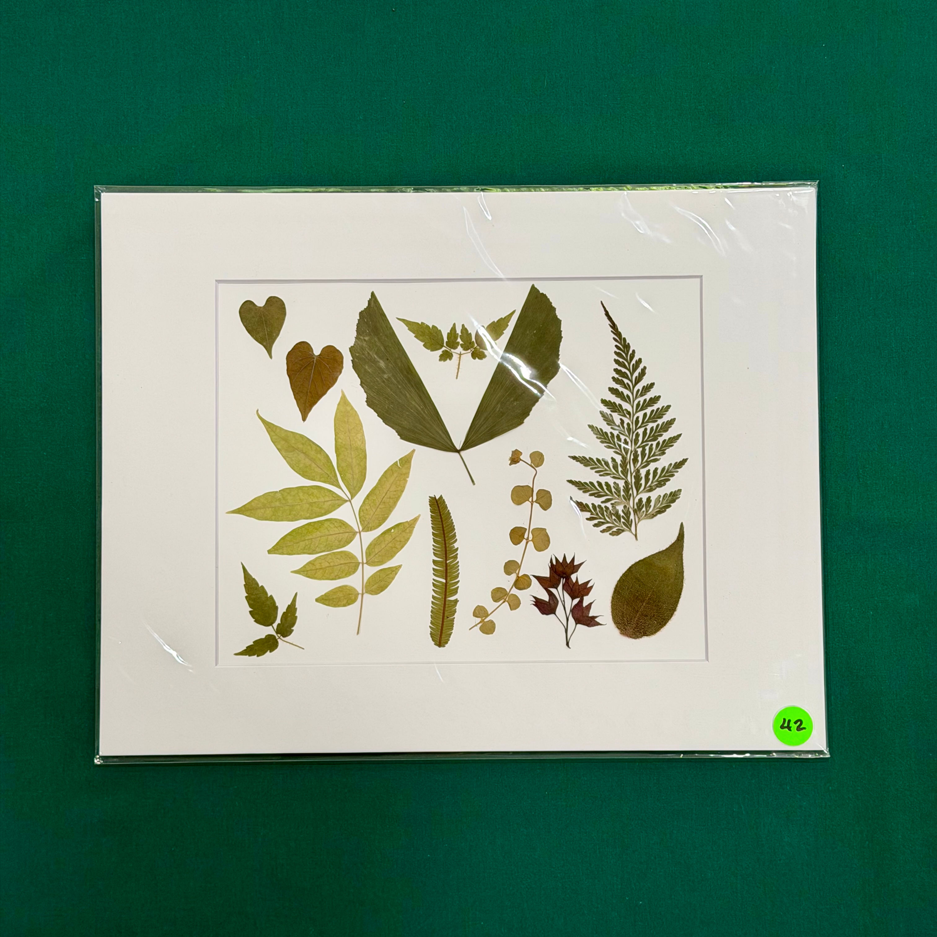 Dried Leaf Botanical Collage
