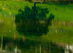 HOMENAJE-A-MONET