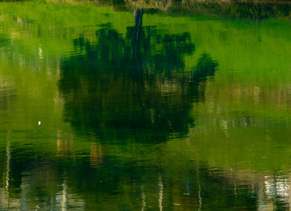 HOMENAJE-A-MONET