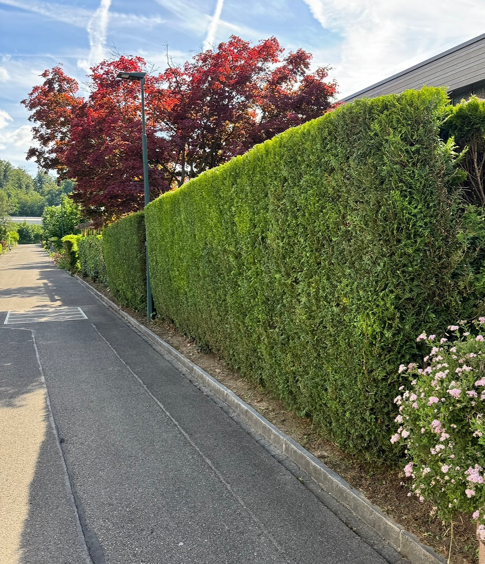 Unkrautentfernung Aargau – Gartenpflege vor und nach Behandlung