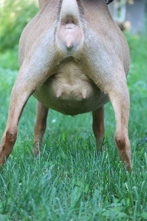 Lena's Kid's DL Strongheart