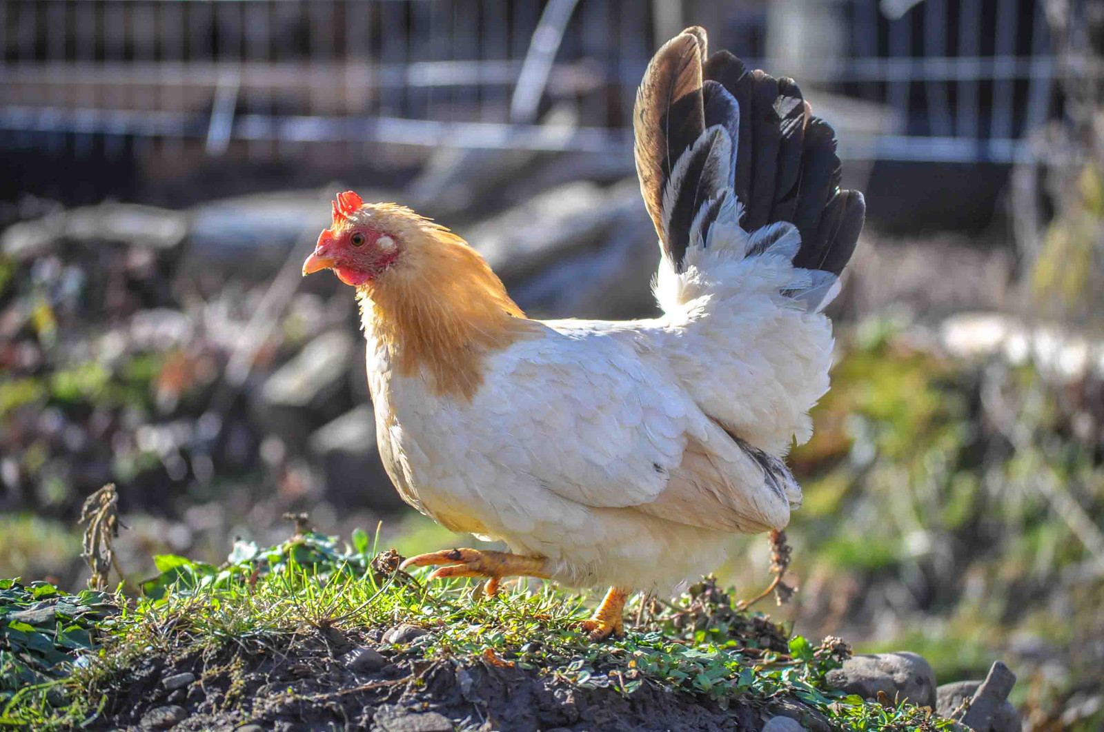 O'Brien Farm Bantam Buff Black Tailed Japanese Hen