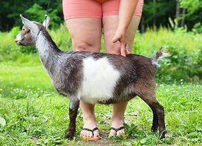 OBFCNY Chocolate And White