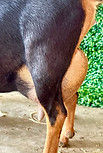 OBFCNY SK Serenade 1*M VEEV87