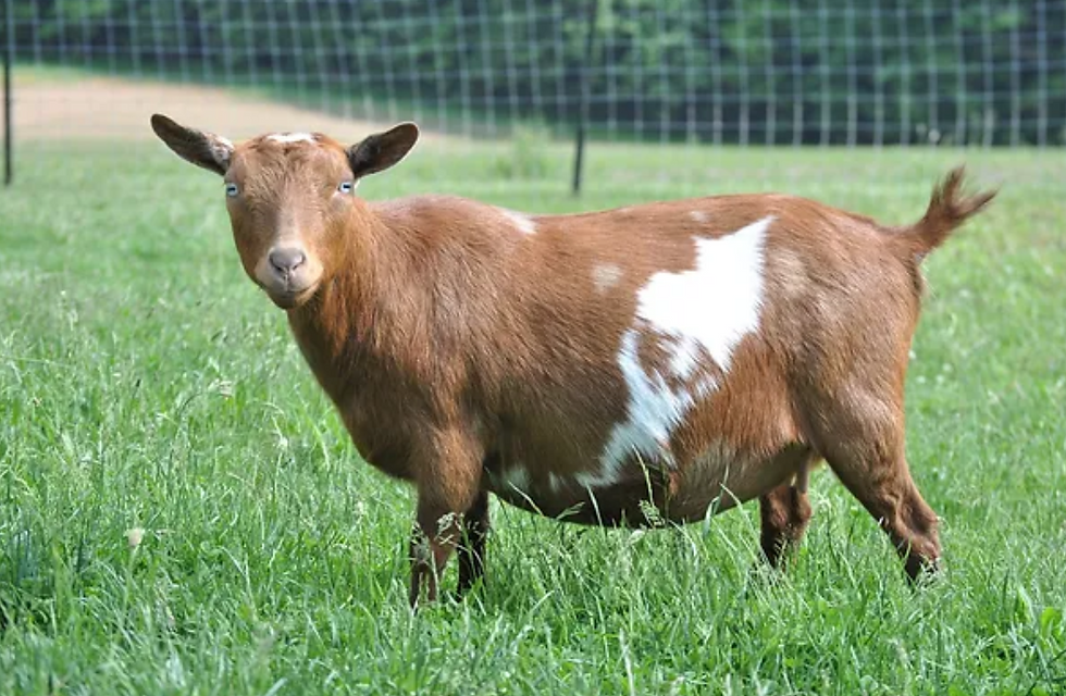 Jovial Acres Rebel Sea Ember