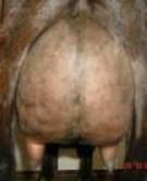 Double Durango Artemisia