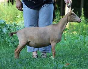 Lena's Kid's DL Strongheart