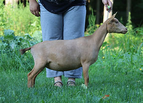 Lena's Kid's DL Strongheart