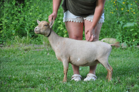 OBFCNY SK Sunnys Phoenix 1*M VVEV87