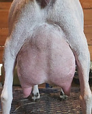 OBFCNY T Silver Belle