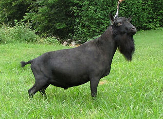 Agnus Dei.jpeg