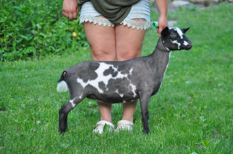 Sumac Acres Leo Avicii