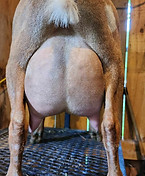 OBFCNY DC Silhouette