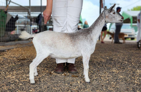 OBFCNY Gizmo Gremlin 