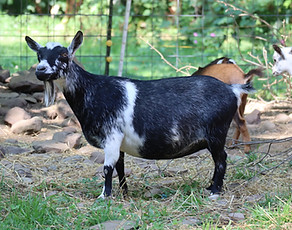 SG Lena's Kid's Al's Sky 2*M VVEE89