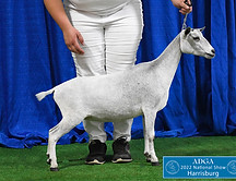 OBFCNY T Silver Belle