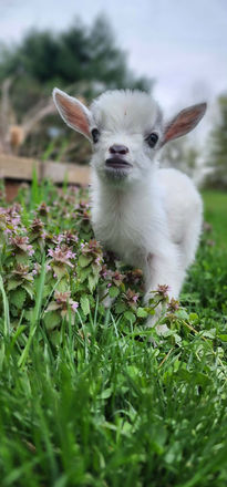 OBFCNY Gizmo Gremlin 