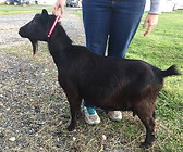 Double Durango Artemisia