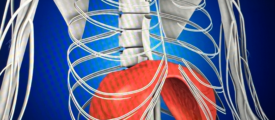 Estira, Respira, Actúa: Salud en Acción con Respiración Diafragmática 1.