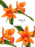 Cattlianthe jewel box