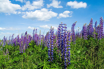 summer-lupine-stanislovas-kairys.jpg