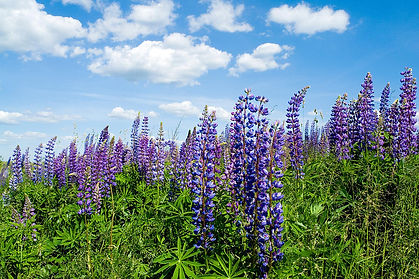 summer-lupine-stanislovas-kairys.jpg