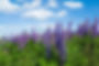 summer-lupine-stanislovas-kairys.jpg