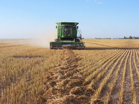 Combingin Millet B.JPG