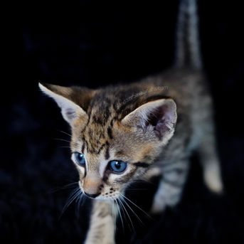 golden spotted sbt savannah kitten