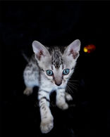 silver savannah kitten