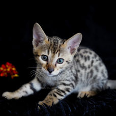purebred savannah kitten