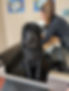 anchorage dog wash