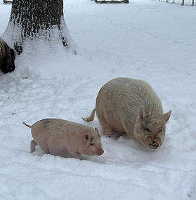 two pigs in the snow