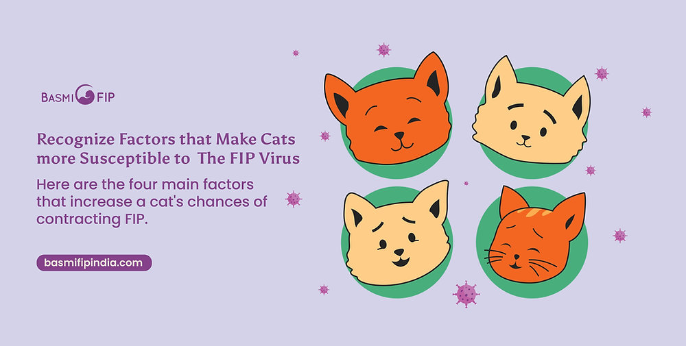 Recognizing Factors that Make Cats More Susceptible to the FIP Virus