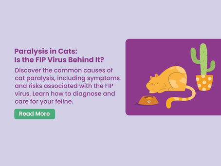 Paralysis in Cats: What Does It Mean?