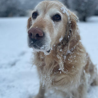 Schulhündin Pippa meldet Schnee