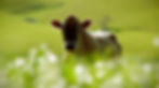 Munchkin "Grass Fed"