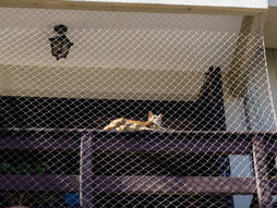 Redes de Proteção para gatos em sacadas bh