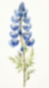 bluebonnet.jpg