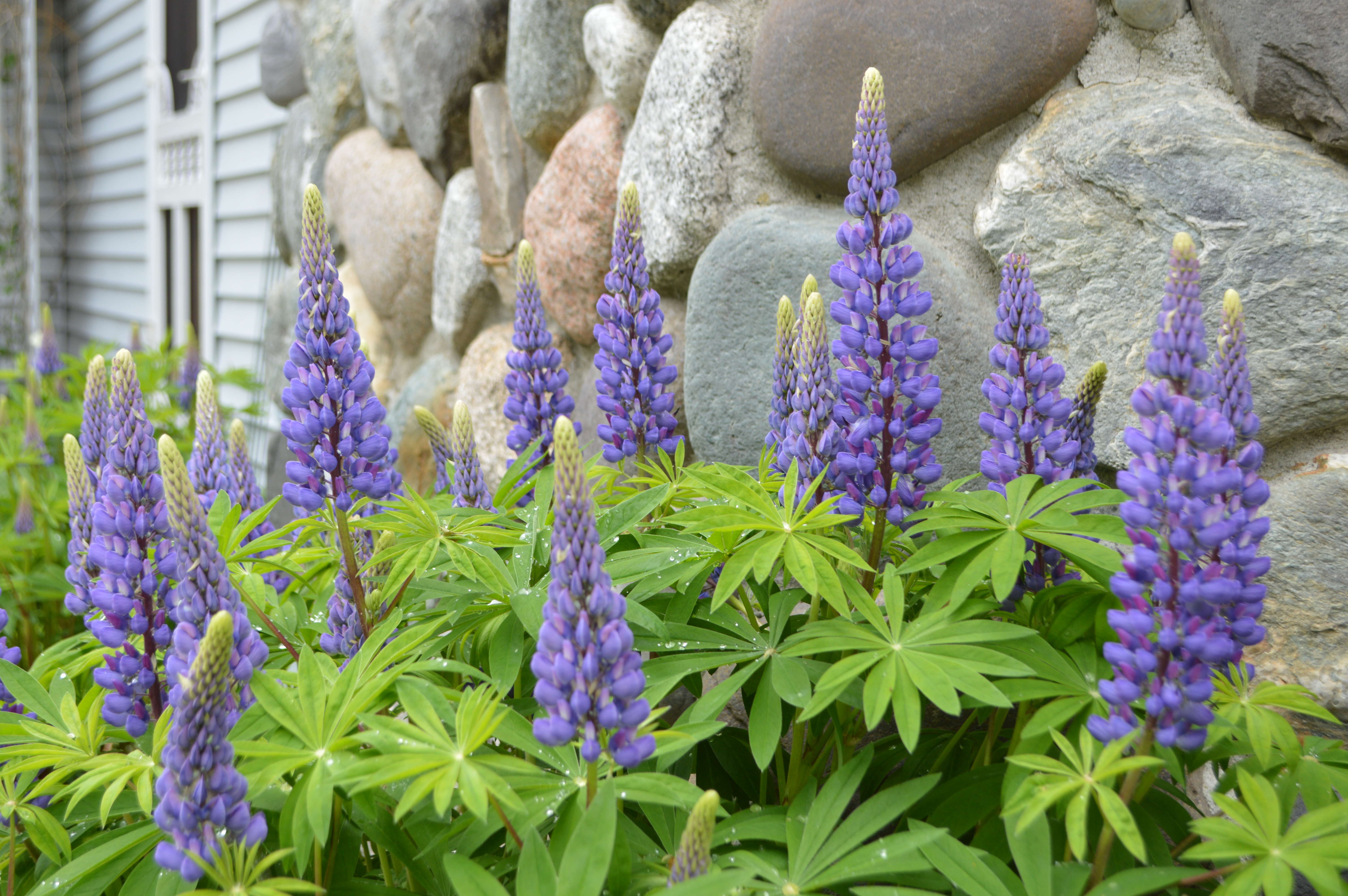 July Lupines at HWInn