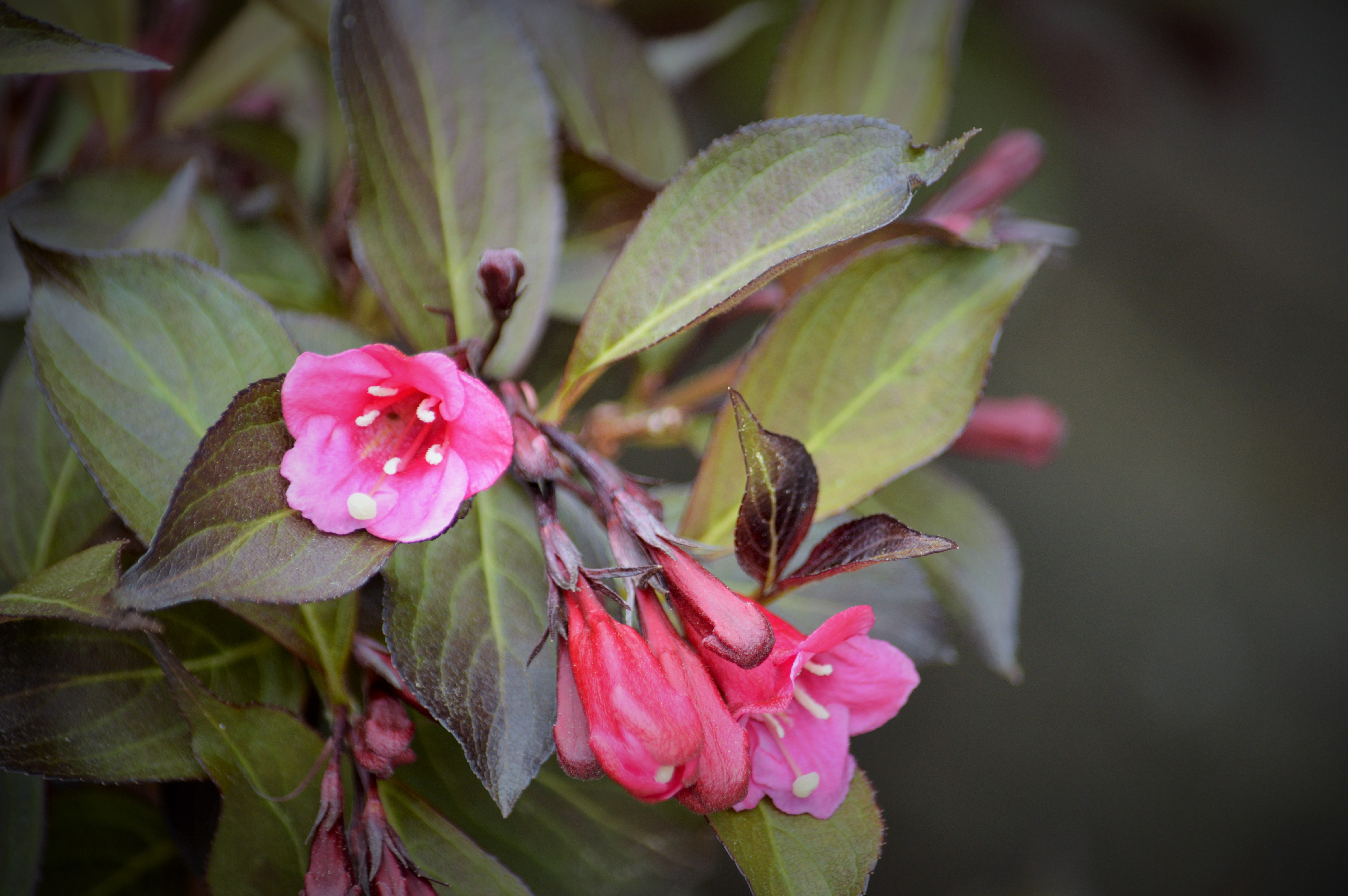 Wegelia in HW Garden