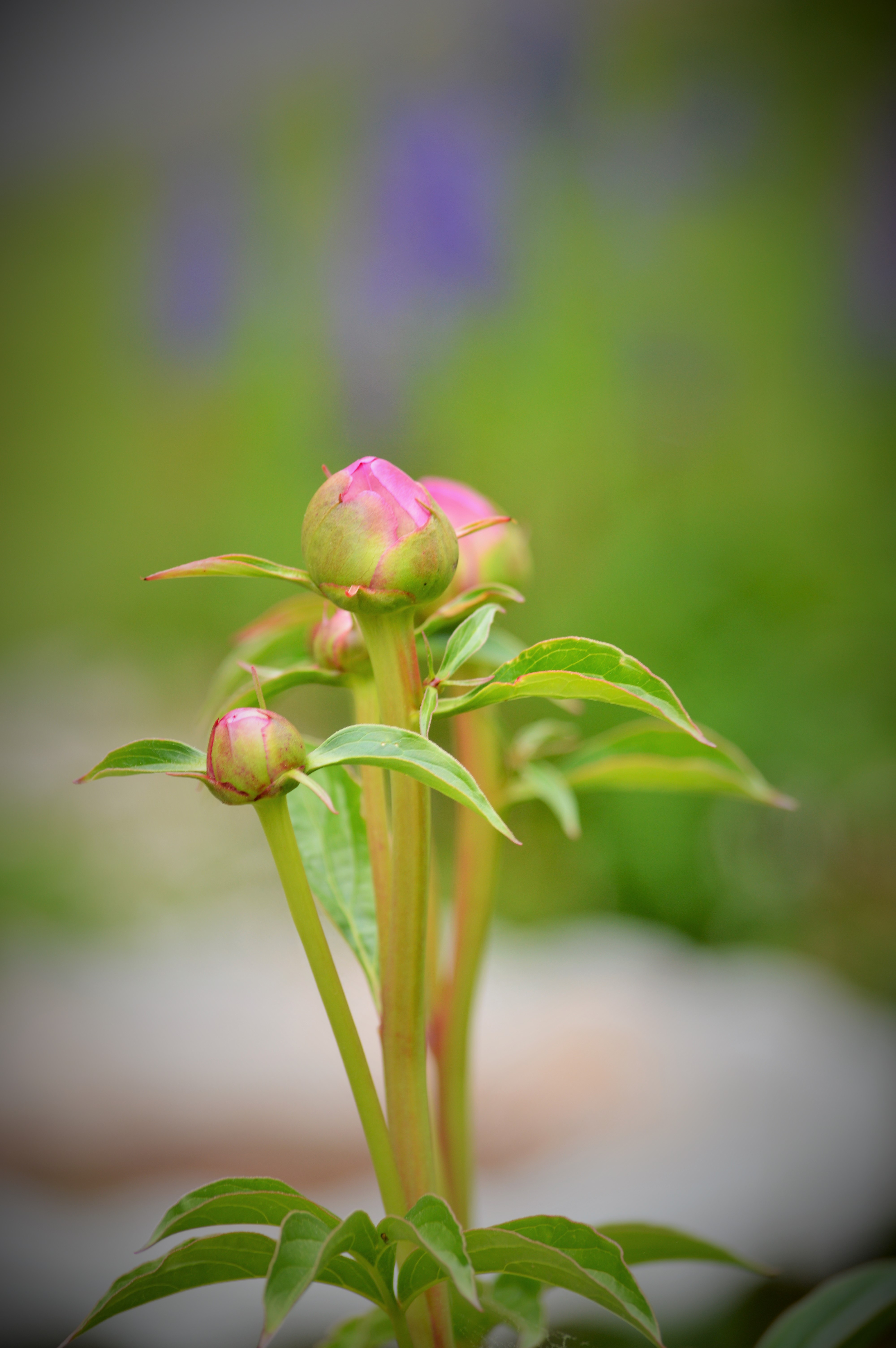Heathwood Inn Peoney Bloom