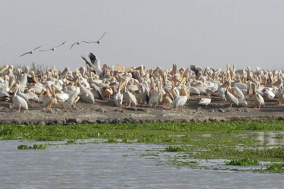 Avis aux amateurs d'oiseaux !