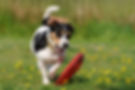 Rahmenprogramm Bunte Hunde