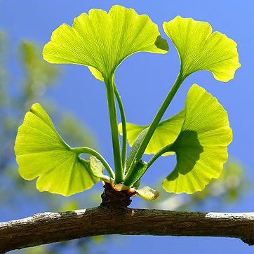 ginkgo-biloba-thinkstockphotos-146806903-square.jpg