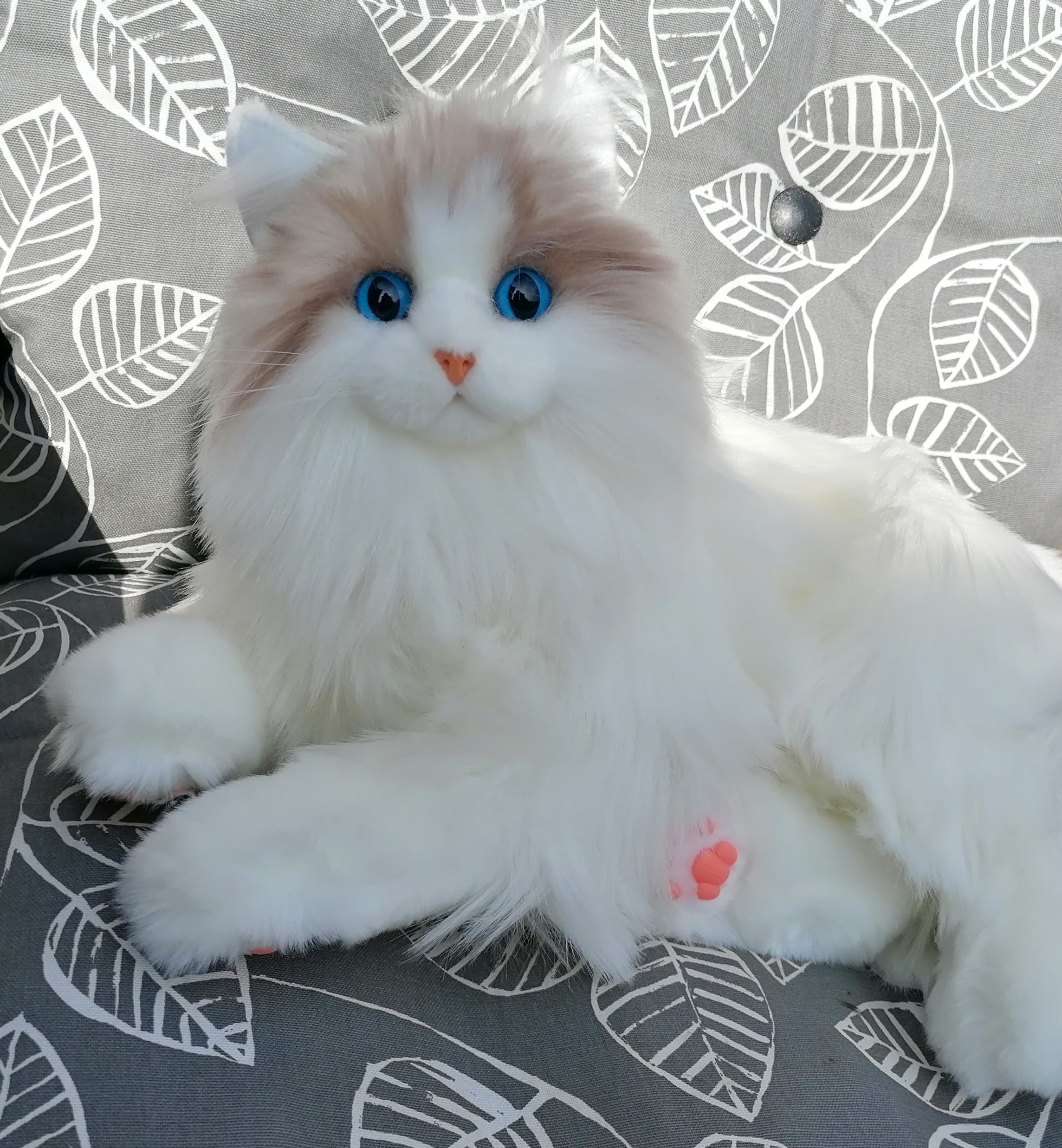 Percy Kitten 1.1 (Ragdoll)