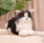 Miniatyrbild: Snuggles - Weighted Black and White Cat