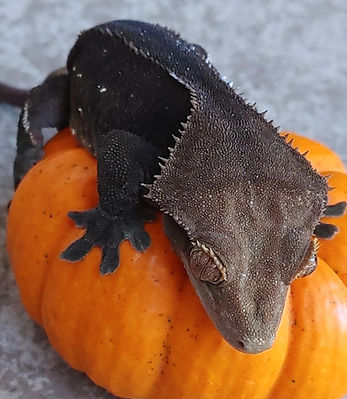 Smores.jpg
