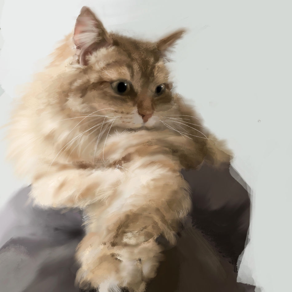 cat portrait