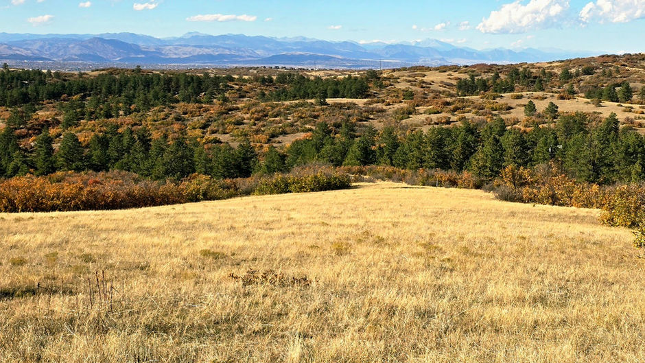 Facing the Pine Beetle—With Urgency, Responsibility, and Hope